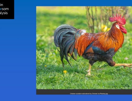 TACO Tuesday After All