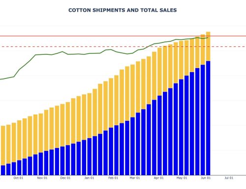 Cotton Export Sales and Shipments